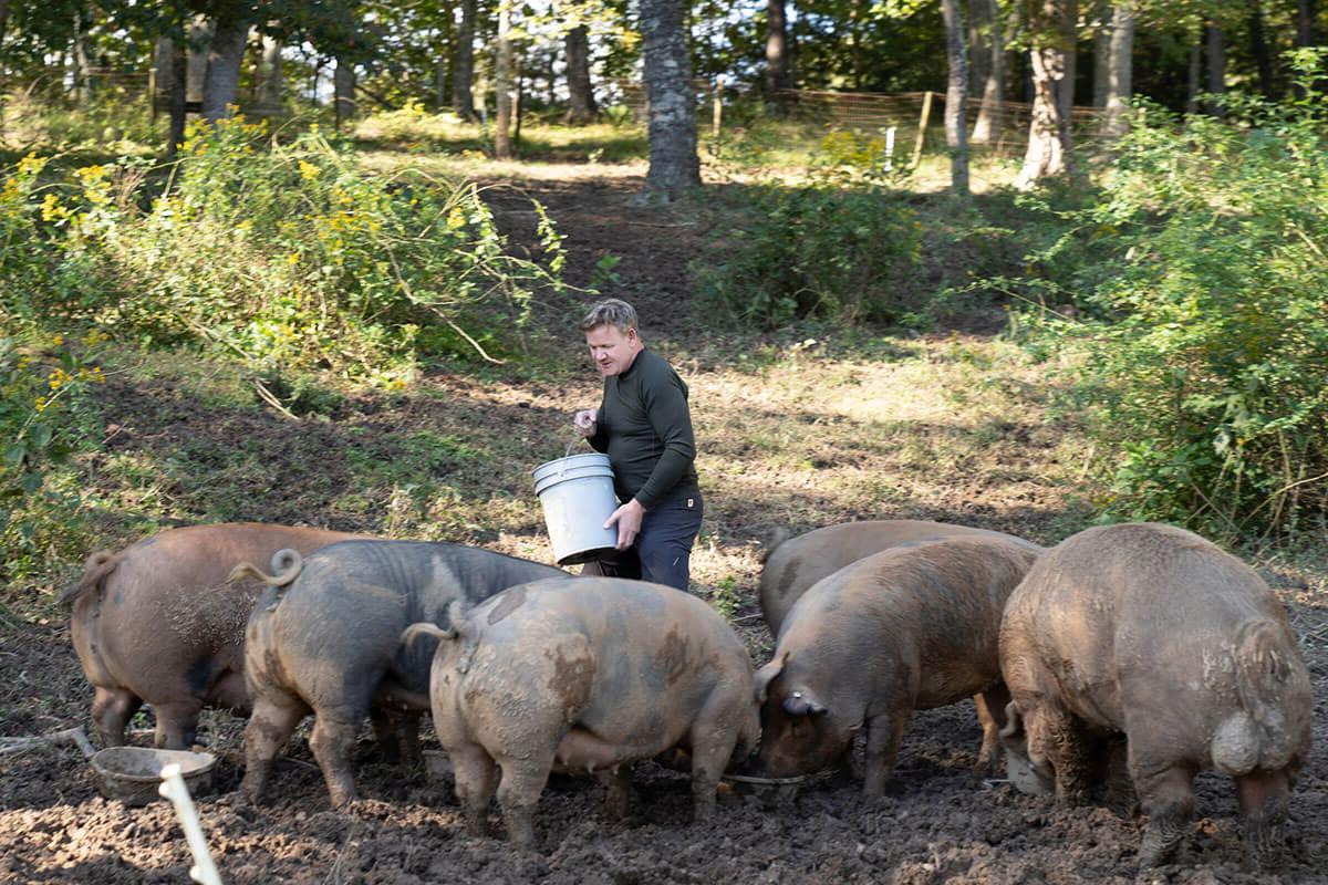 Gordon Ramsay feeds several large pigs while holding a bucket