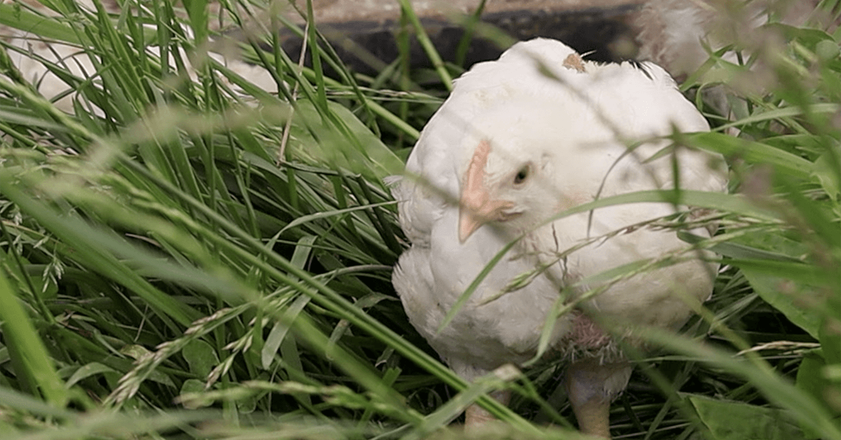 young chicken in grass