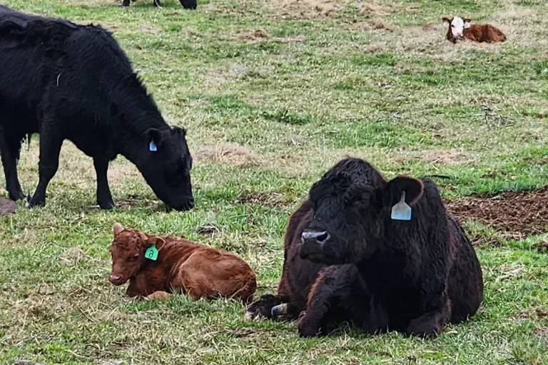 黑色的母牛妈妈和棕色的小牛躺在草地上