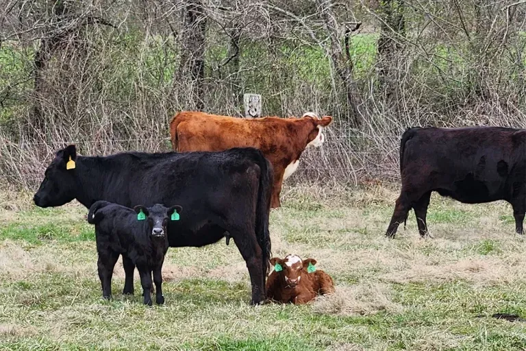 牧场上的几头母牛带着小牛